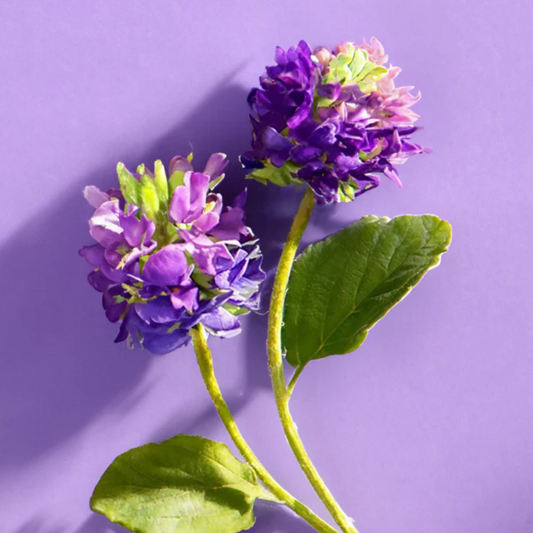 Bakuchiol: The Natural Wonder Your Skin Has Been Waiting For